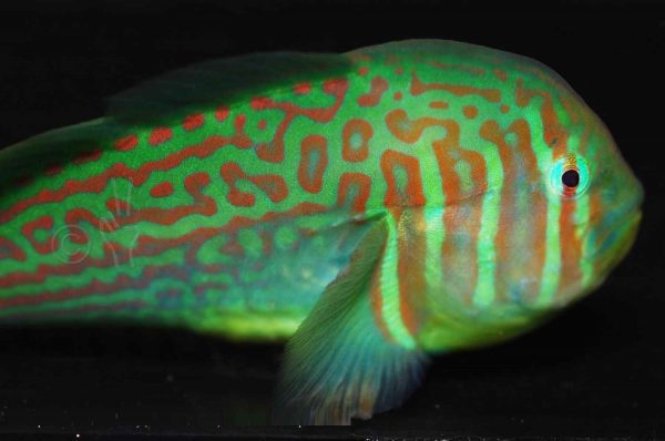 گوبی دلقک سبز