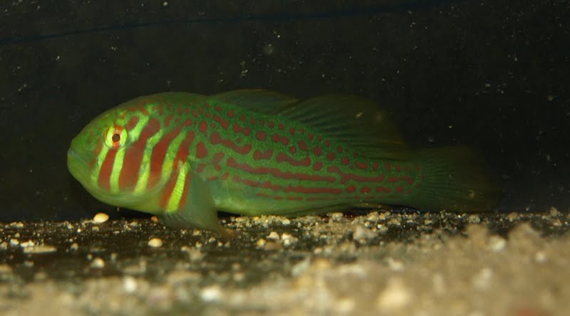 Green Clown Goby