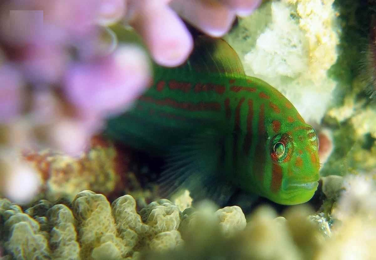 گوبی دلقک سبز