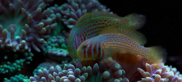 Green Clown Goby