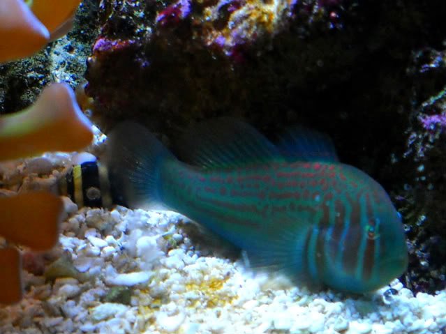 Green Clown Goby