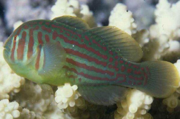 گوبی دلقک سبز