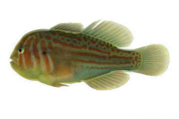 گوبی دلقک سبز