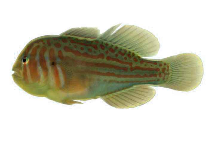 گوبی دلقک سبز