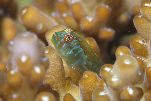 گوبی دلقک سبز