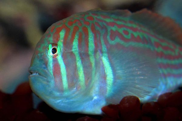 گوبی دلقک سبز