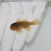 گوبی دلقک قهوه ای