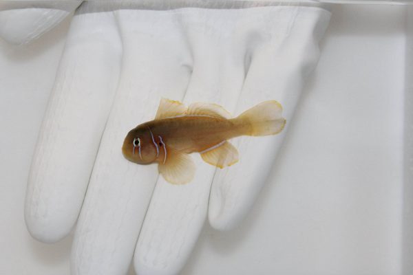 گوبی دلقک قهوه ای