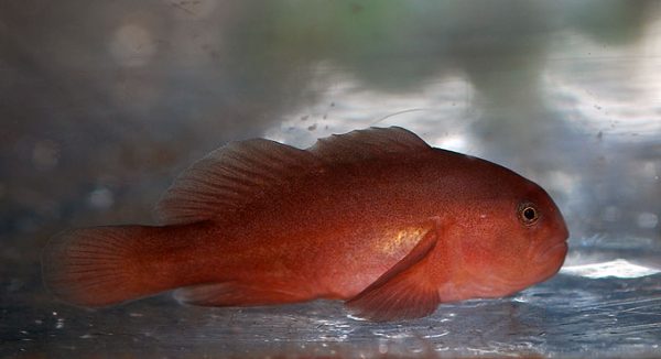 گوبی دلقک قهوه ای