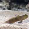 Blue spotted Watchman Goby