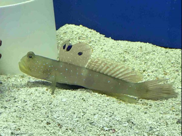 Blue spotted Watchman Goby
