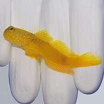 گوبی دیدبان زرد