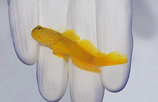 گوبی دیدبان زرد