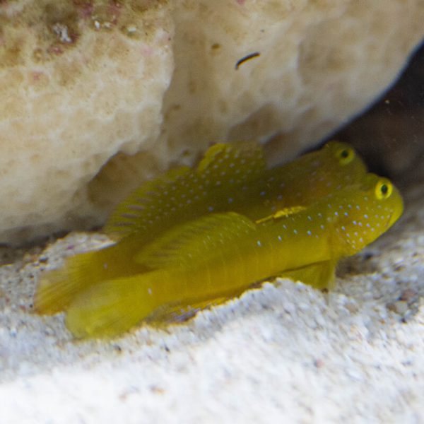 گوبی دیدبان زرد