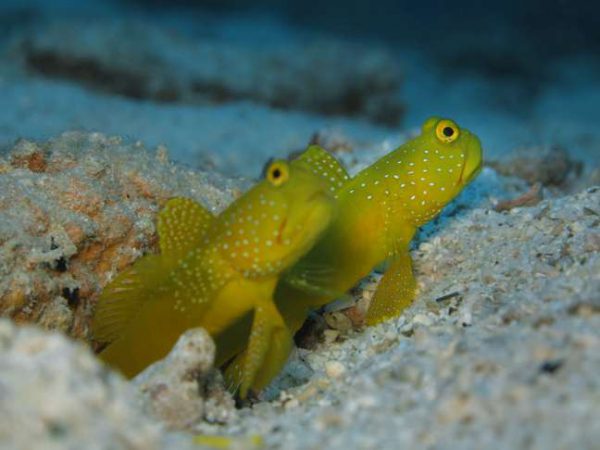 گوبی دیدبان زرد