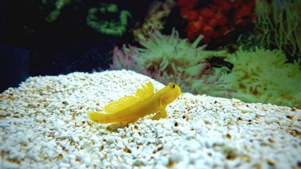 Yellow Prawn Goby