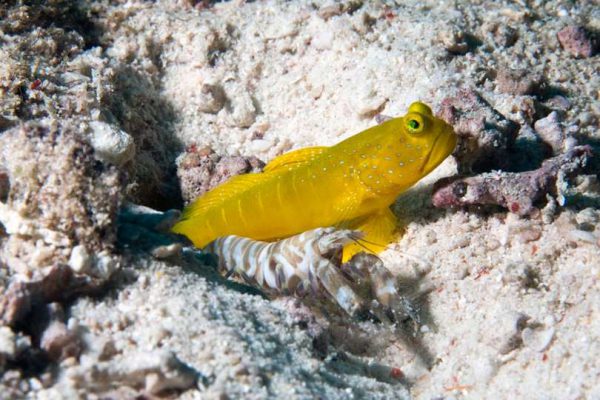 گوبی دیدبان زرد