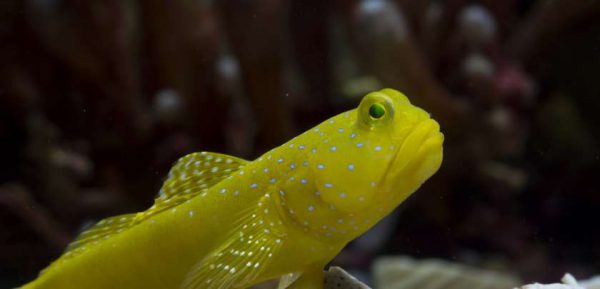 گوبی دیدبان زرد