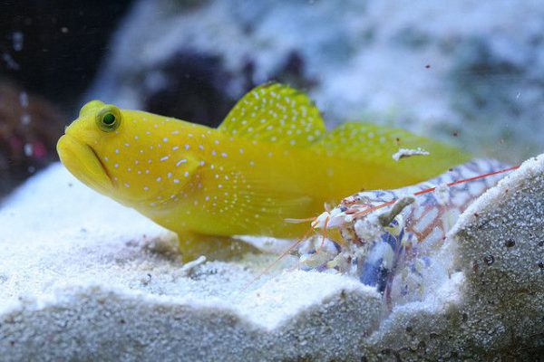 Yellow Prawn Goby