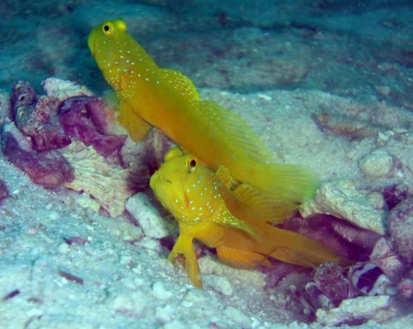 گوبی دیدبان زرد