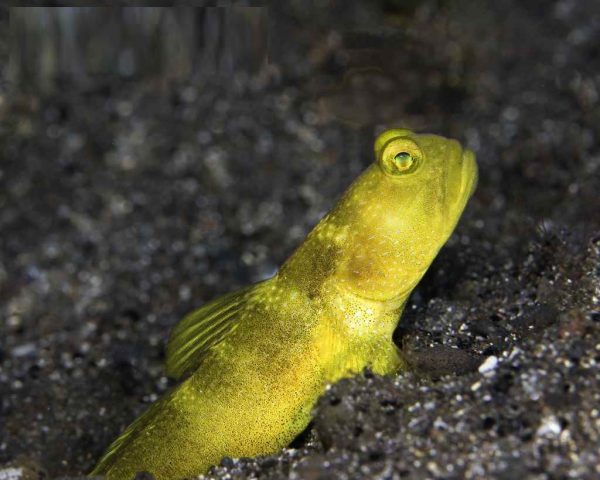 گوبی دیدبان زرد