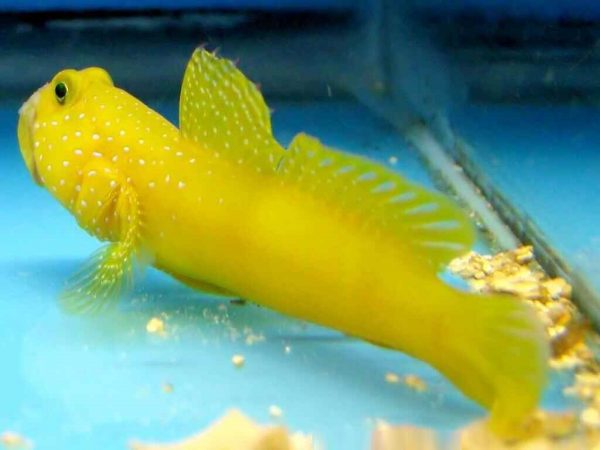 گوبی دیدبان زرد