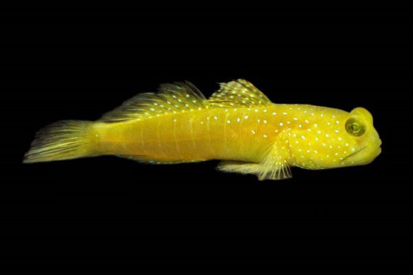 گوبی دیدبان زرد