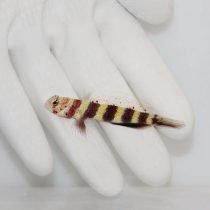 Wheeler's Shrimp Goby