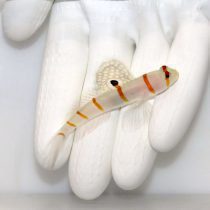 Orange Stripe Prawn Goby