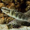 Sleeper Banded Goby