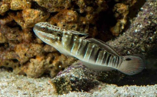 Sleeper Banded Goby
