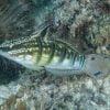 Sleeper Banded Goby
