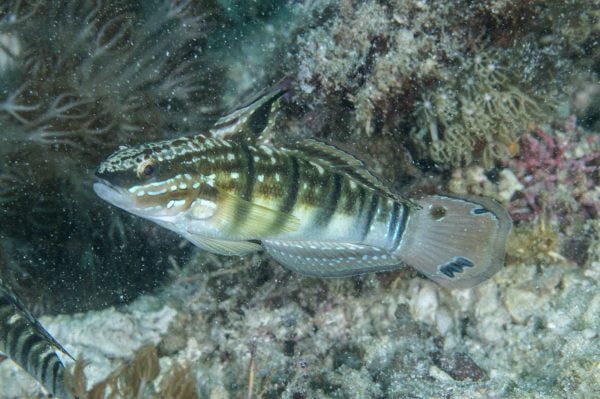Sleeper Banded Goby