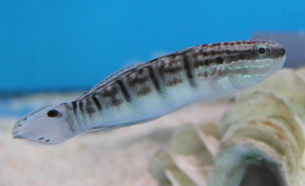 Sleeper Banded Goby