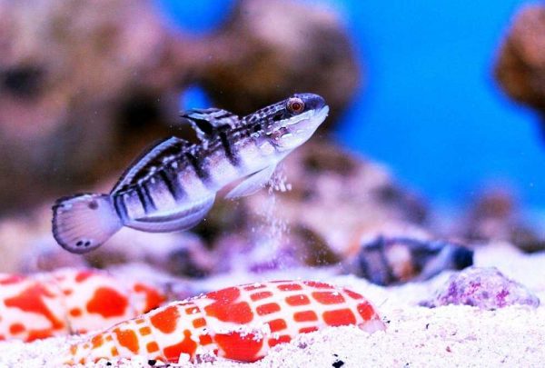 Sleeper Banded Goby