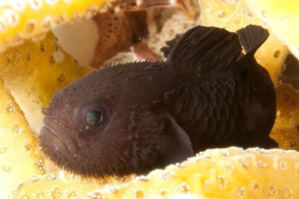 black Clown Goby