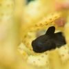 black Clown Goby