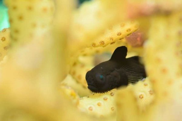 black Clown Goby