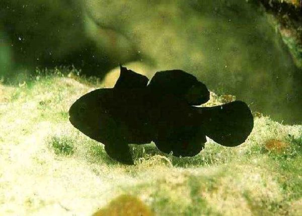 black Clown Goby