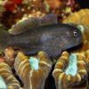 black Clown Goby