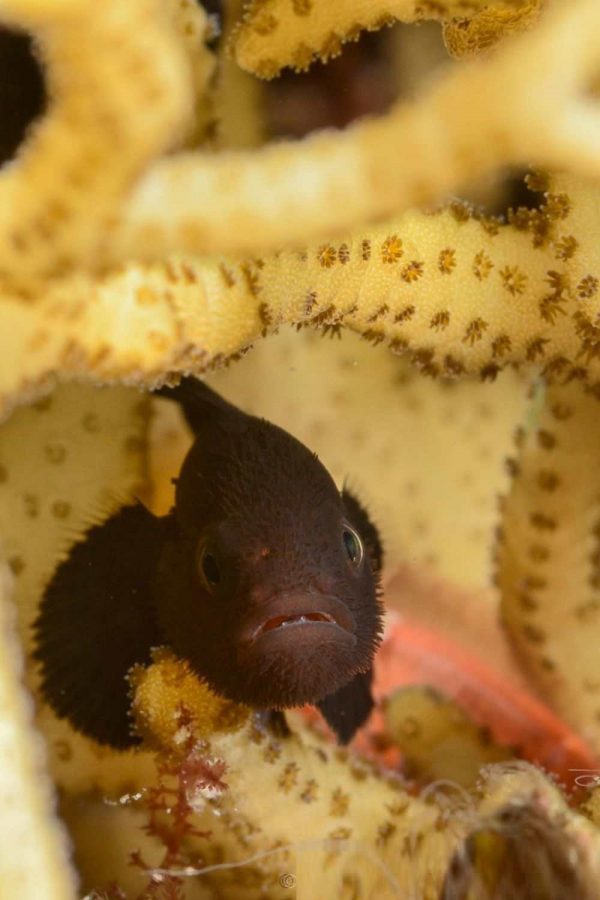 black Clown Goby
