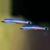 Mini Dart Goby