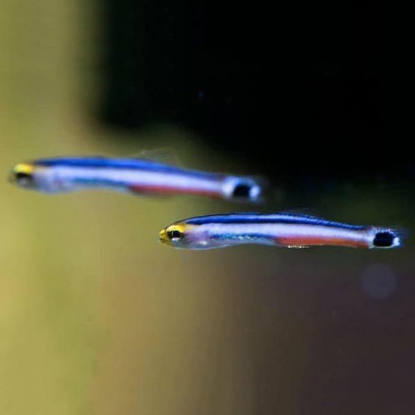Mini Dart Goby