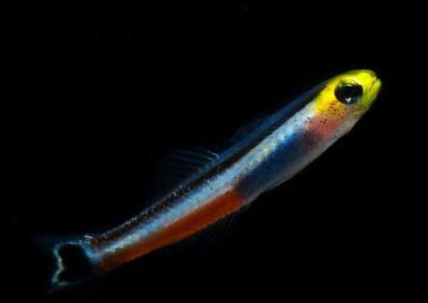 Mini Dart Goby