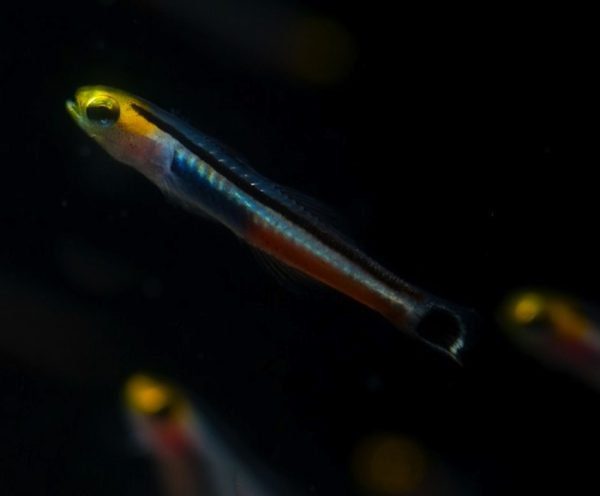 Mini Dart Goby