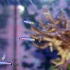 Mini Dart Goby