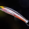 Mini Dart Goby