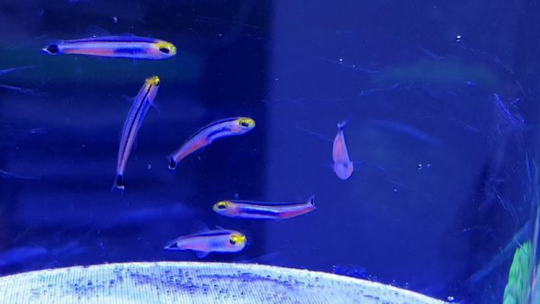 Mini Dart Goby