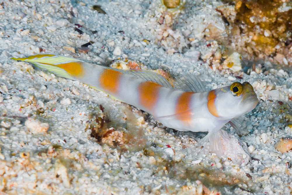 گوبی میگو دم پرچمی