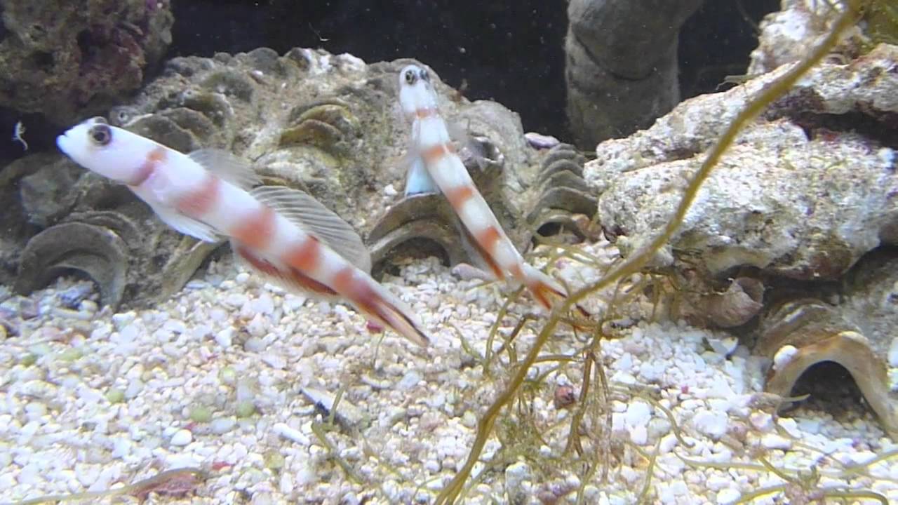 Flagtail Shrimp Goby